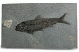 Detailed Fossil Fish (Knightia) - Wyoming #382759-1